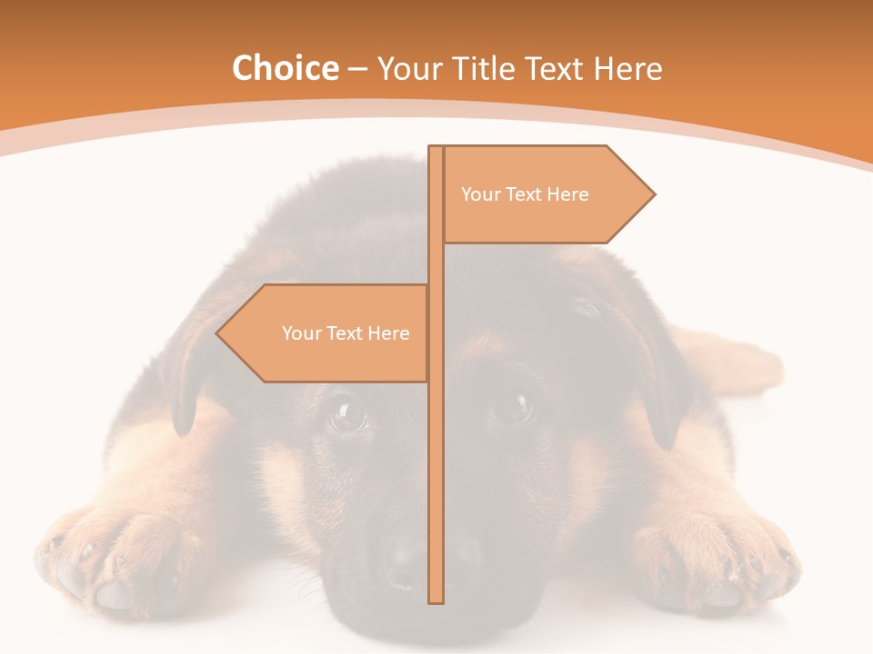 Purebred Domestic Mammal PowerPoint Template