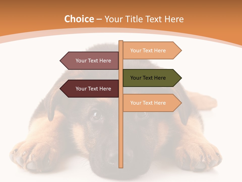 Purebred Domestic Mammal PowerPoint Template
