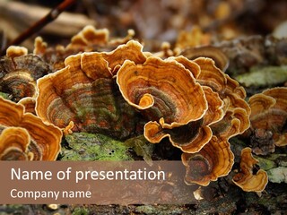 Wet Medicinal Mushroom Chinese Medicine PowerPoint Template
