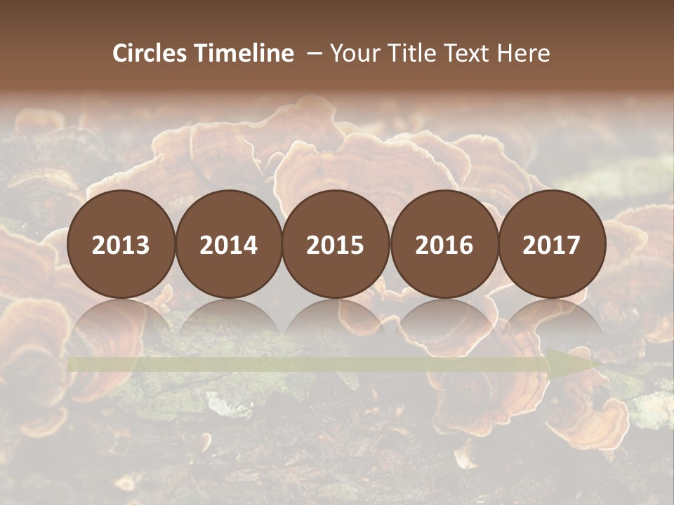 Wet Medicinal Mushroom Chinese Medicine PowerPoint Template