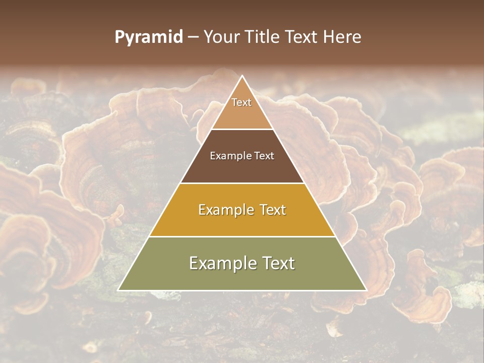 Wet Medicinal Mushroom Chinese Medicine PowerPoint Template