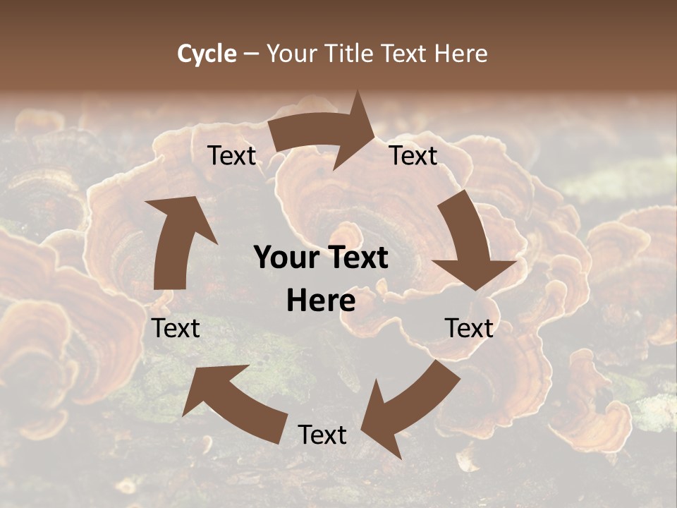 Wet Medicinal Mushroom Chinese Medicine PowerPoint Template