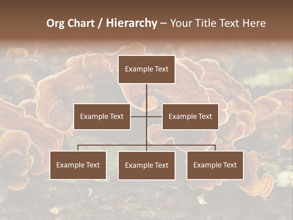 Wet Medicinal Mushroom Chinese Medicine PowerPoint Template