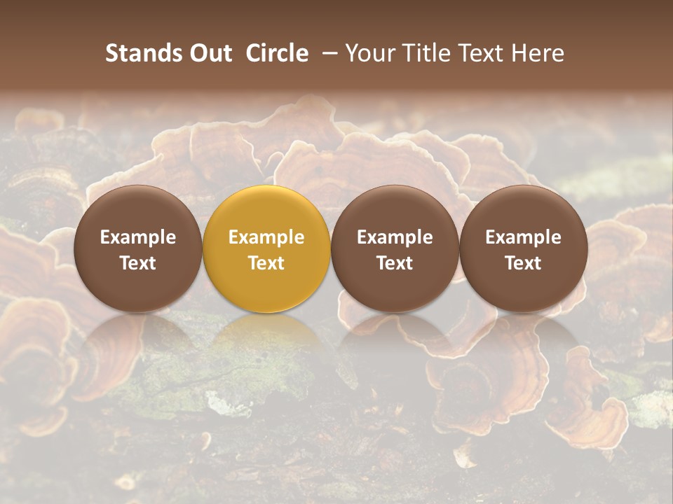 Wet Medicinal Mushroom Chinese Medicine PowerPoint Template