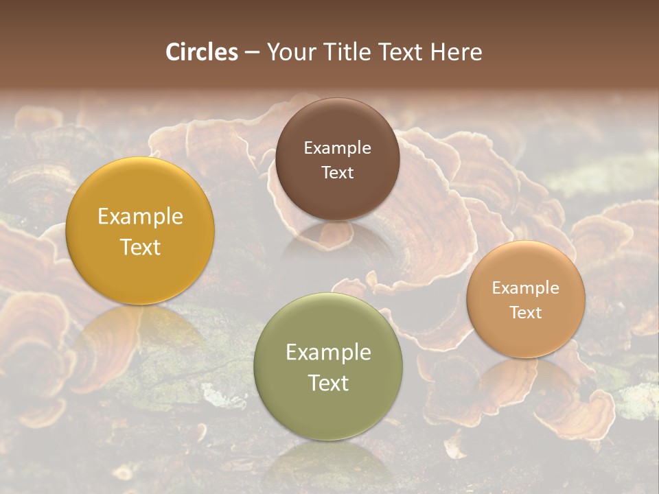 Wet Medicinal Mushroom Chinese Medicine PowerPoint Template