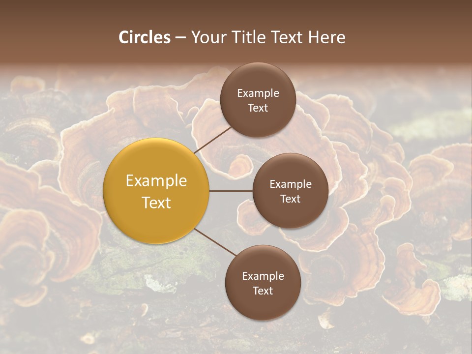 Wet Medicinal Mushroom Chinese Medicine PowerPoint Template