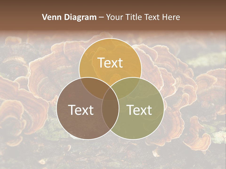 Wet Medicinal Mushroom Chinese Medicine PowerPoint Template