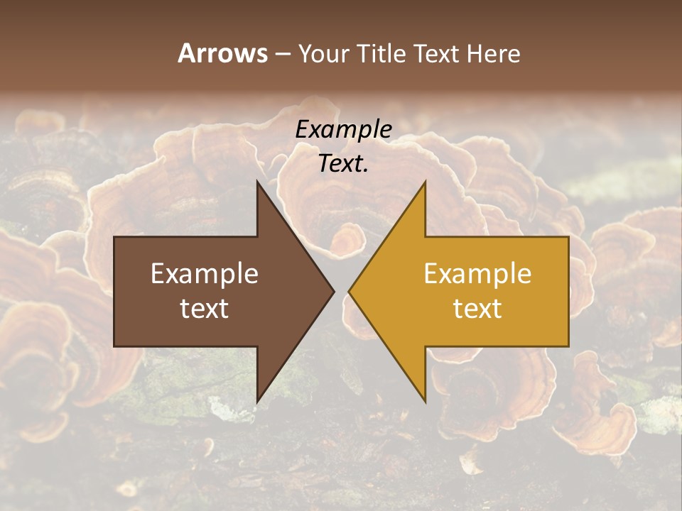 Wet Medicinal Mushroom Chinese Medicine PowerPoint Template