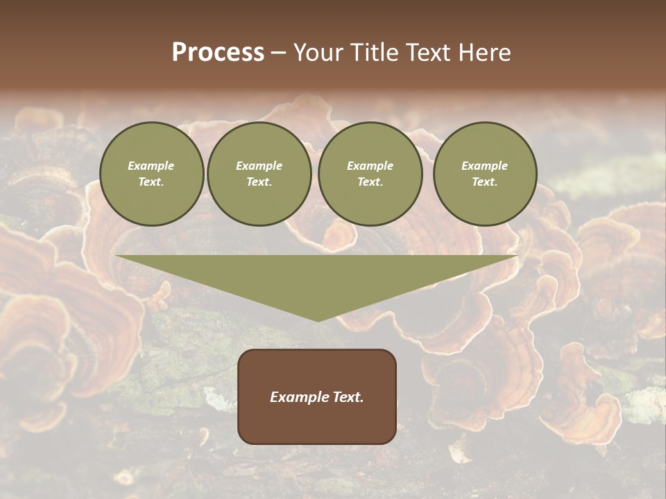 Wet Medicinal Mushroom Chinese Medicine PowerPoint Template