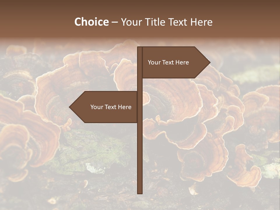 Wet Medicinal Mushroom Chinese Medicine PowerPoint Template