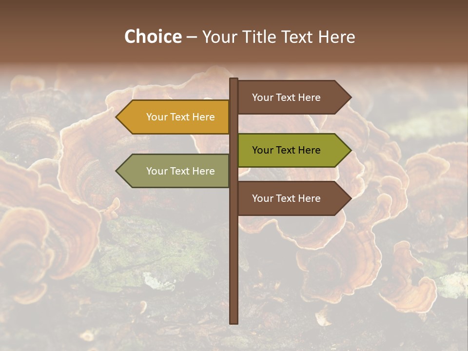 Wet Medicinal Mushroom Chinese Medicine PowerPoint Template