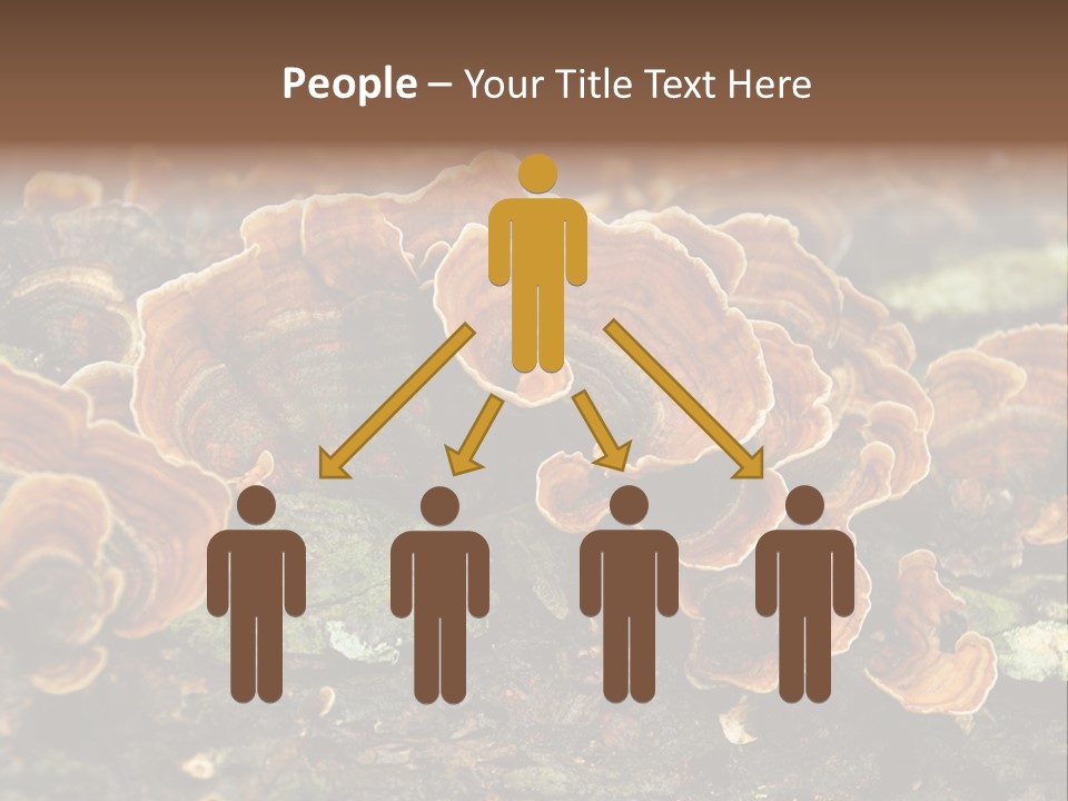 Wet Medicinal Mushroom Chinese Medicine PowerPoint Template