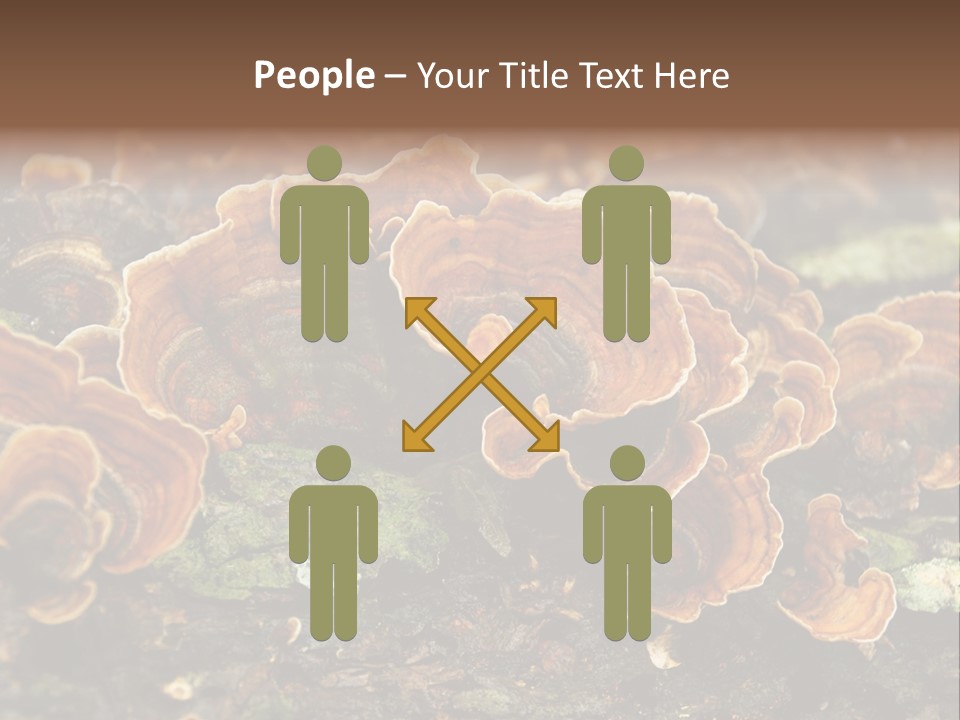 Wet Medicinal Mushroom Chinese Medicine PowerPoint Template