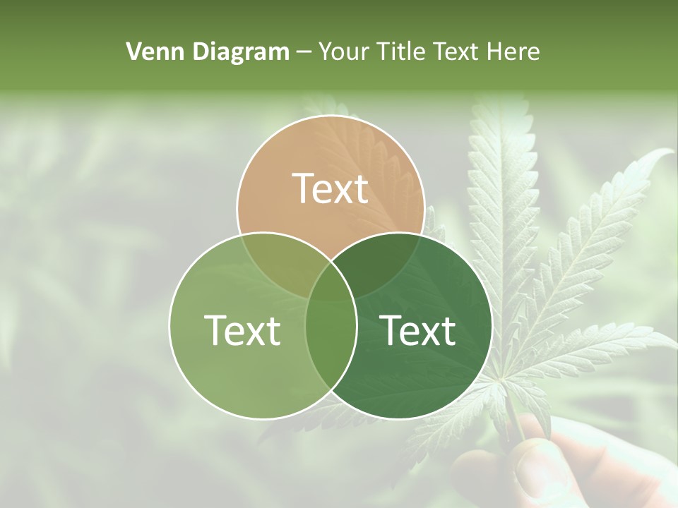 Herb Relax Sun PowerPoint Template