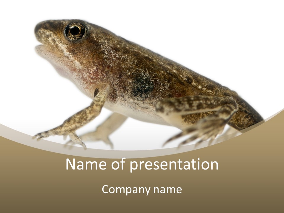 Creature White Background Amphibian PowerPoint Template
