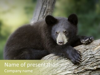 Ursus Playful Meadow PowerPoint Template