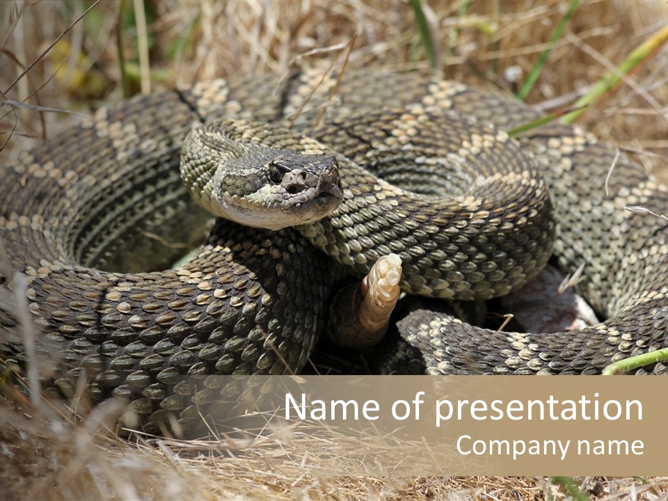 Scaly California Deadly PowerPoint Template