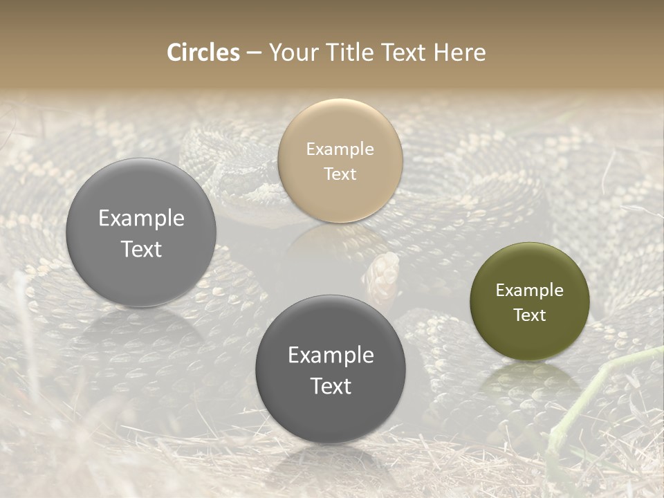 Scaly California Deadly PowerPoint Template