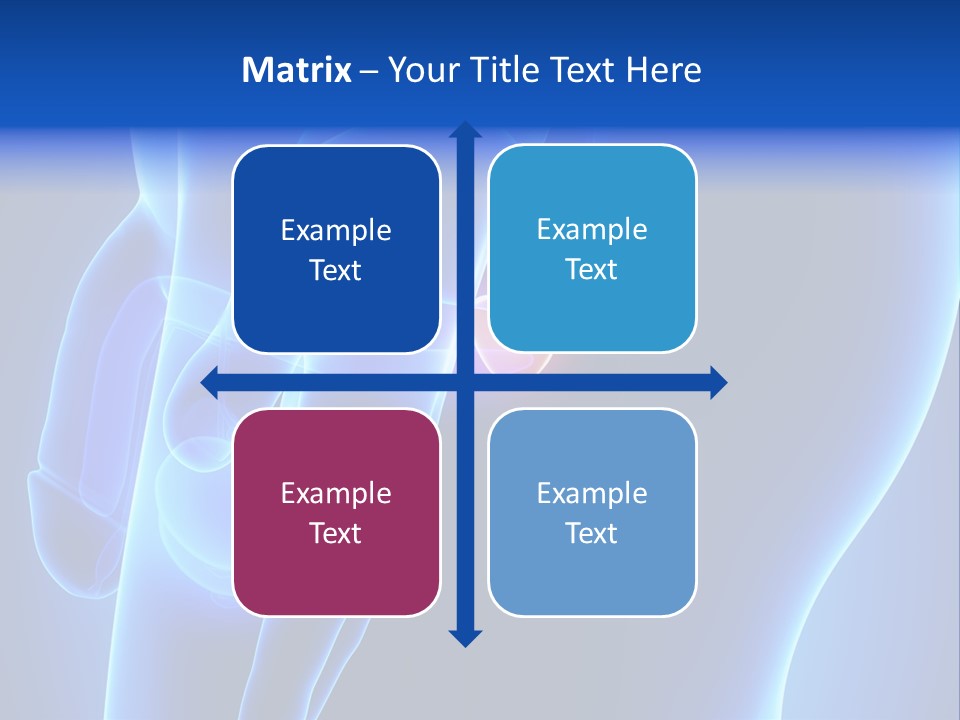 Birth Anatomical Frontal PowerPoint Template