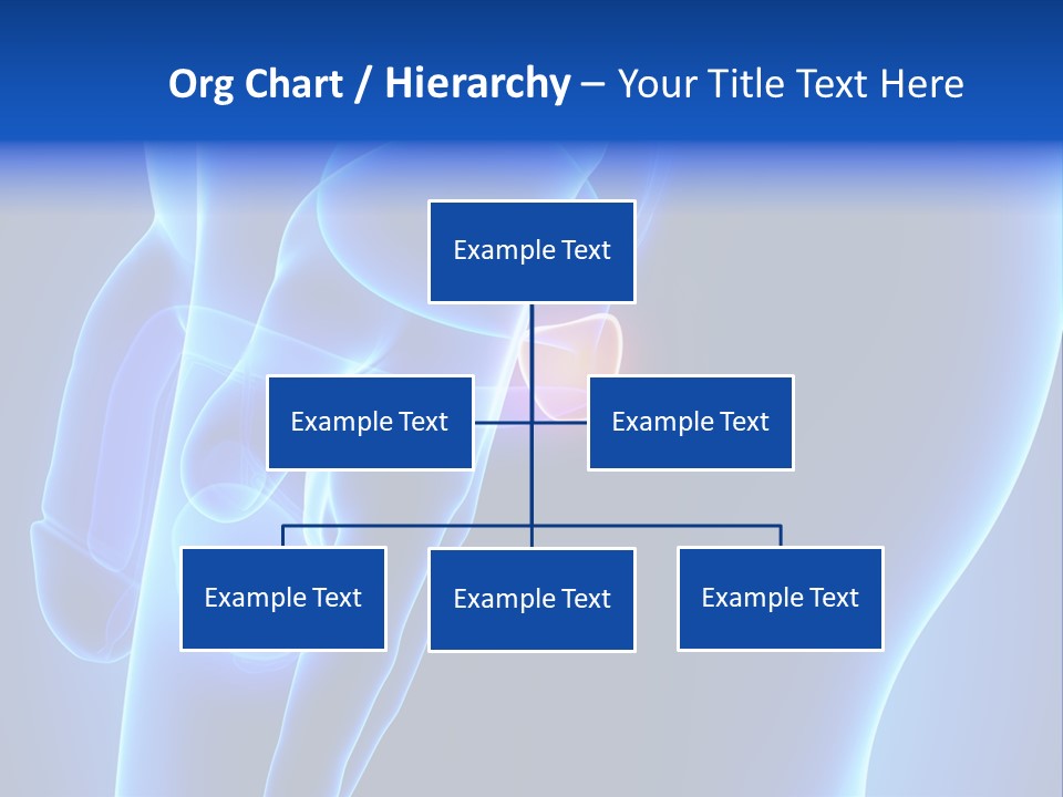 Birth Anatomical Frontal PowerPoint Template