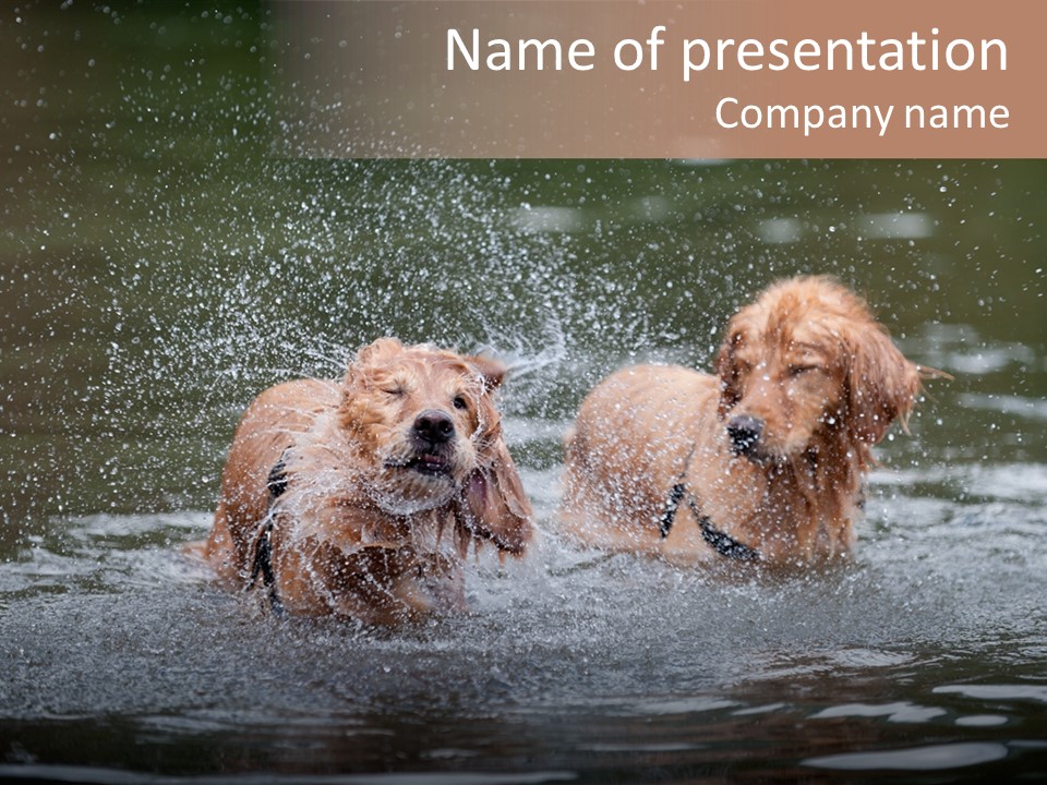 Wet Golden Retriever Pedigree PowerPoint Template