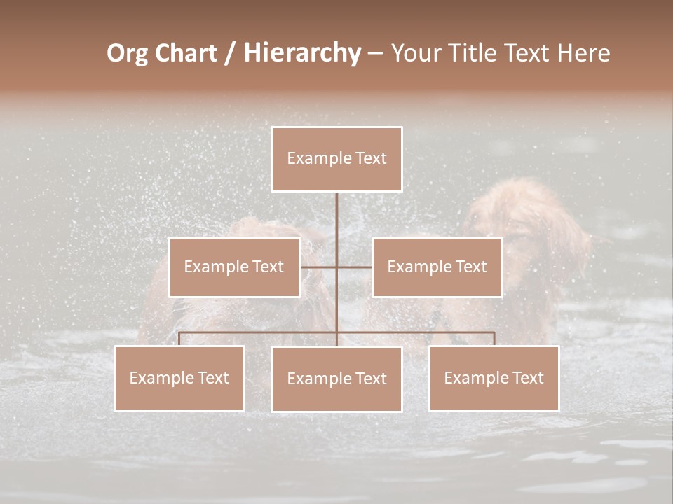 Wet Golden Retriever Pedigree PowerPoint Template