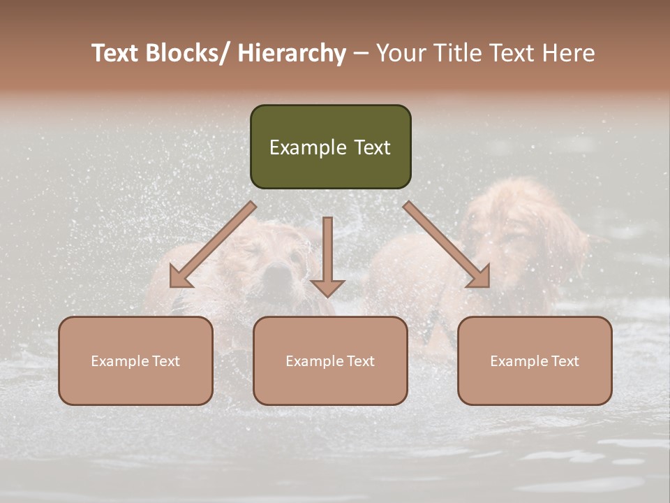 Wet Golden Retriever Pedigree PowerPoint Template