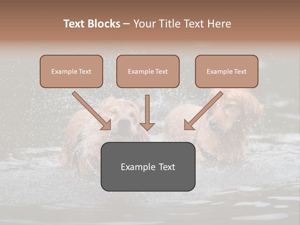 Wet Golden Retriever Pedigree PowerPoint Template