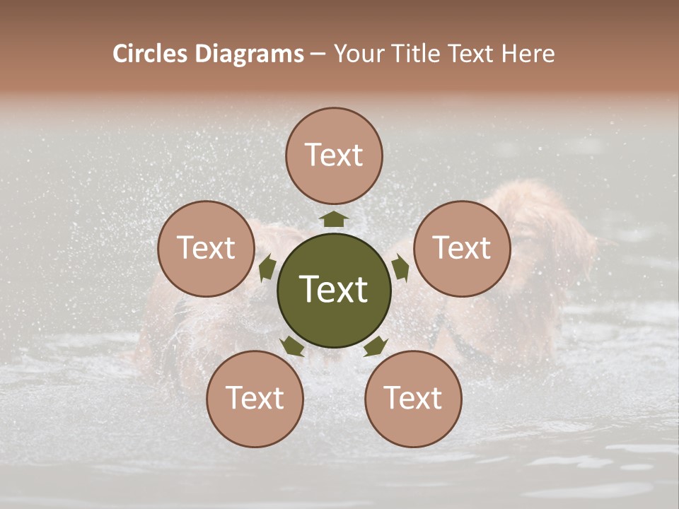 Wet Golden Retriever Pedigree PowerPoint Template