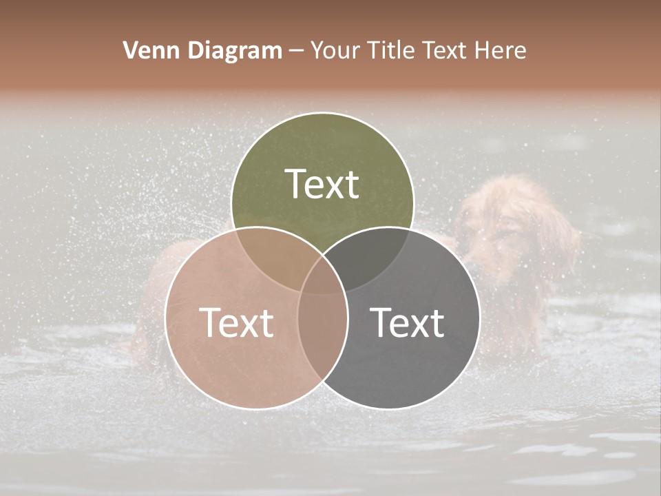 Wet Golden Retriever Pedigree PowerPoint Template