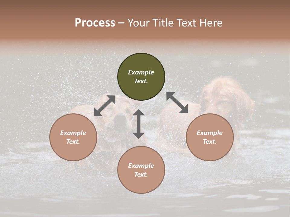 Wet Golden Retriever Pedigree PowerPoint Template