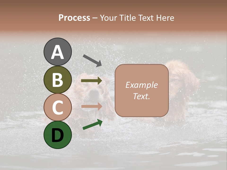 Wet Golden Retriever Pedigree PowerPoint Template