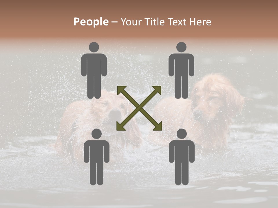 Wet Golden Retriever Pedigree PowerPoint Template