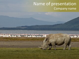 Rhinoceros Lake Nakuru Africa PowerPoint Template