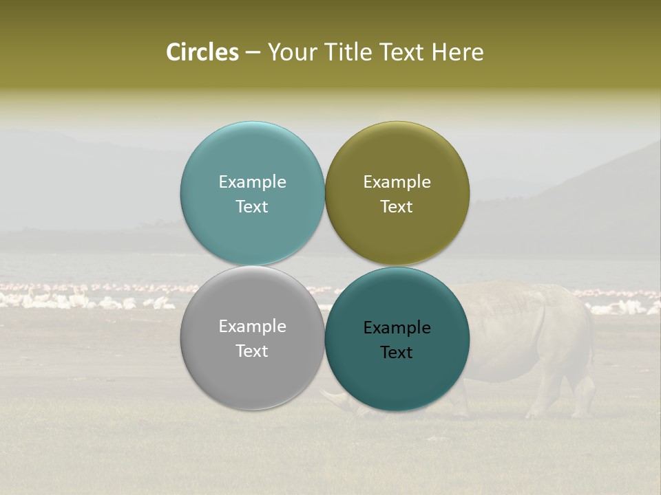 Rhinoceros Lake Nakuru Africa PowerPoint Template