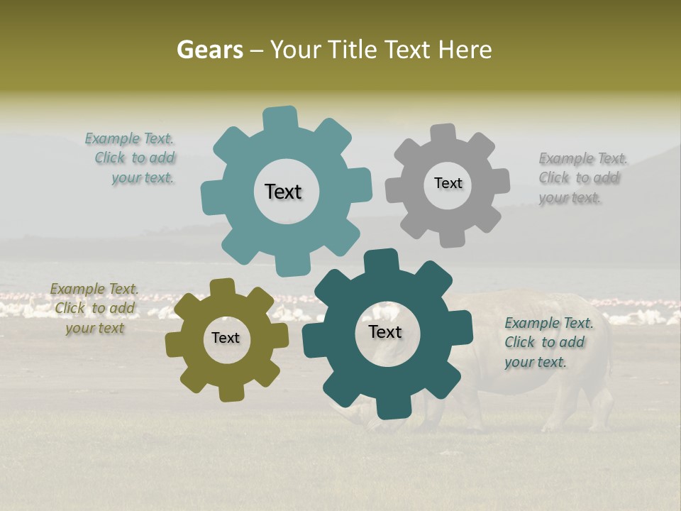 Rhinoceros Lake Nakuru Africa PowerPoint Template