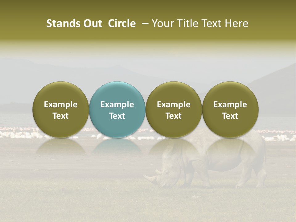 Rhinoceros Lake Nakuru Africa PowerPoint Template