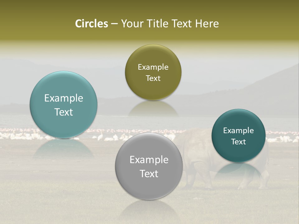 Rhinoceros Lake Nakuru Africa PowerPoint Template