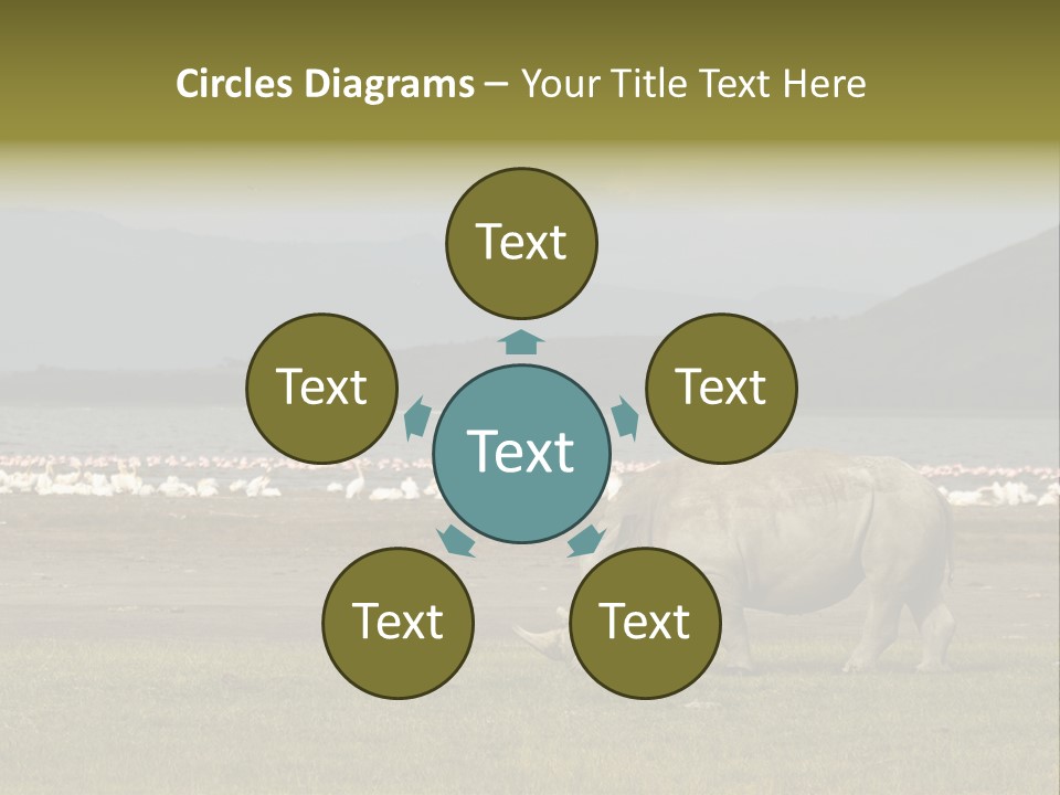 Rhinoceros Lake Nakuru Africa PowerPoint Template