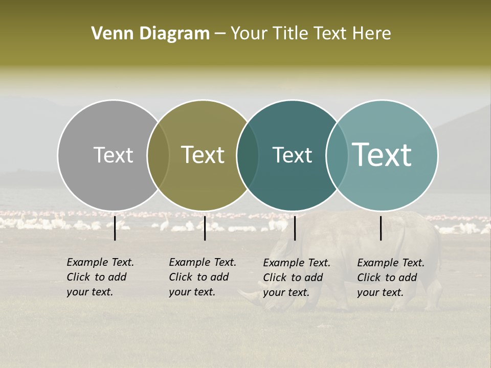 Rhinoceros Lake Nakuru Africa PowerPoint Template