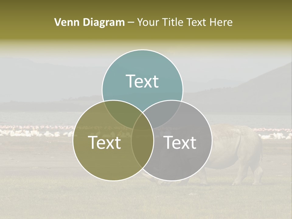 Rhinoceros Lake Nakuru Africa PowerPoint Template