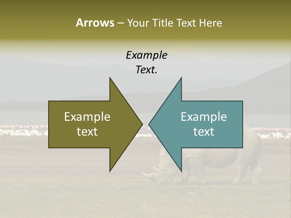 Rhinoceros Lake Nakuru Africa PowerPoint Template