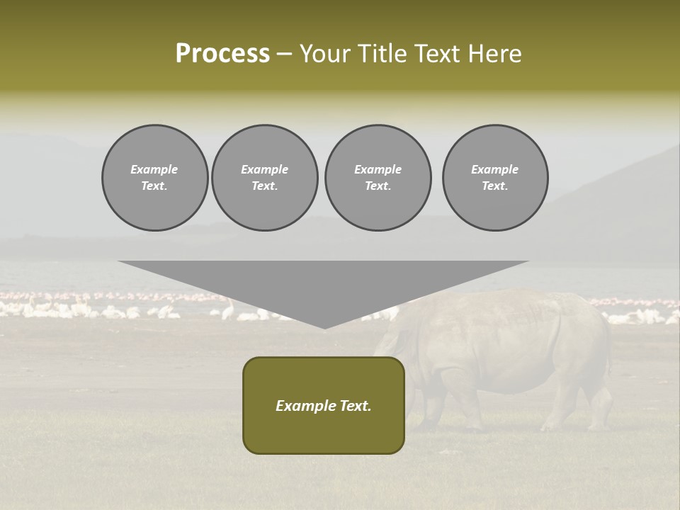 Rhinoceros Lake Nakuru Africa PowerPoint Template