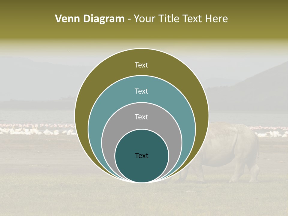 Rhinoceros Lake Nakuru Africa PowerPoint Template