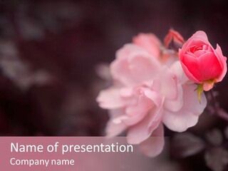 Valentine Purple Wedding PowerPoint Template