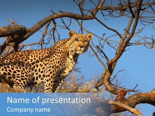 Safari Action Animal PowerPoint Template