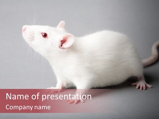 Pet Rodent Pest PowerPoint Template