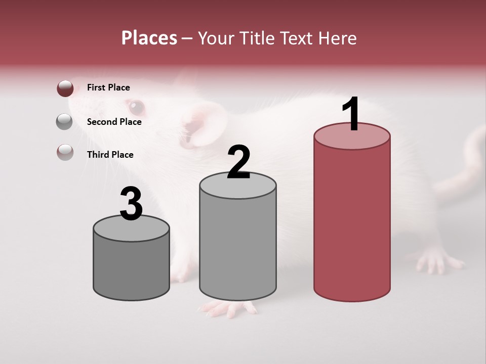 Pet Rodent Pest PowerPoint Template