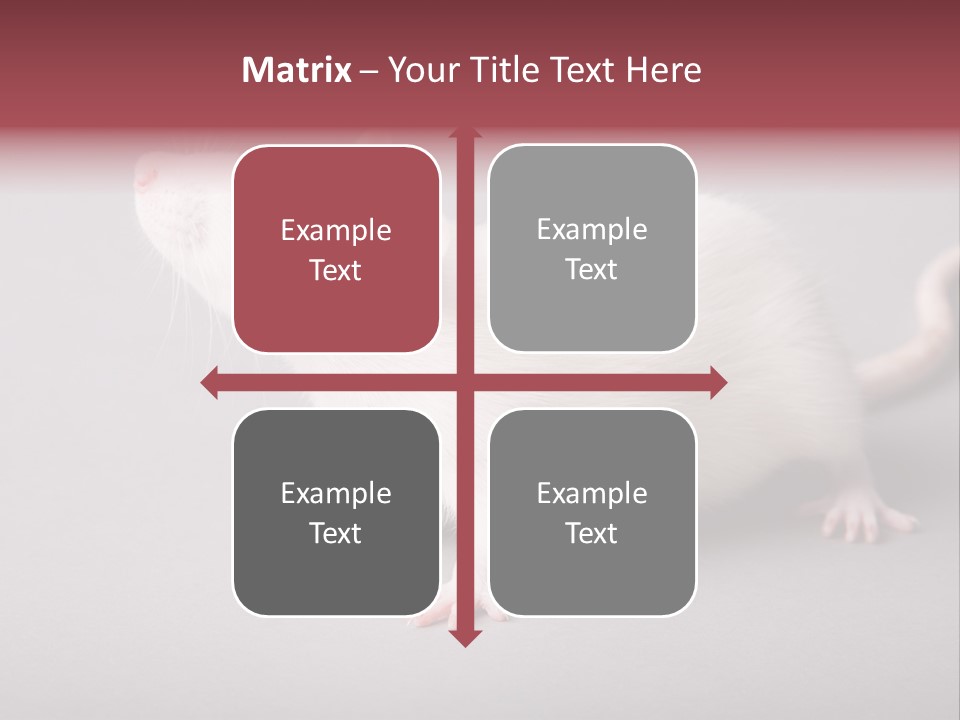 Pet Rodent Pest PowerPoint Template