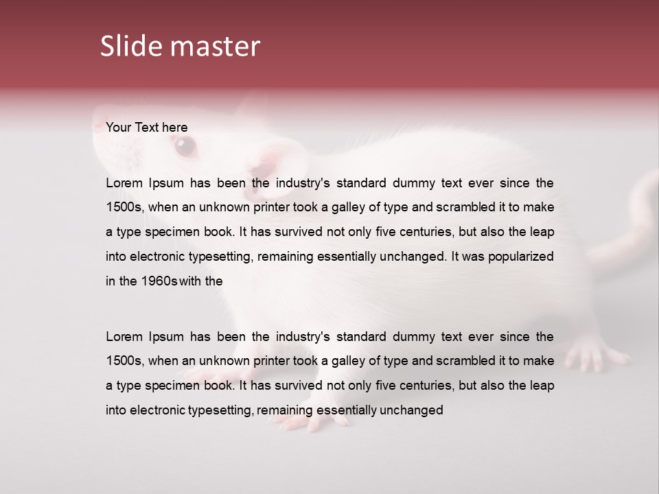 Pet Rodent Pest PowerPoint Template